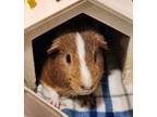 Adopt Nutmeg a Guinea Pig