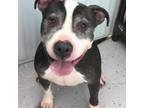 Adopt 23-13071/Patrick a Pit Bull Terrier