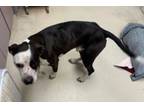 Adopt Chip a Pit Bull Terrier, Mixed Breed
