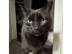 Adopt Eddie a Domestic Short Hair