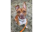 Adopt Quiver a American Staffordshire Terrier, Australian Cattle Dog / Blue