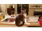 Adopt Buddy Smith OS 0921 a Domestic Medium Hair, Domestic Short Hair