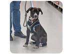 Adopt Goose a Hound, Black Labrador Retriever