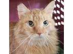 Adopt Cheddar a Domestic Short Hair