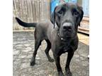 Adopt Karev K 13 a Black Labrador Retriever, Mixed Breed