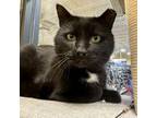 Adopt Brudder a Domestic Short Hair