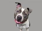 Adopt BLUNDER a Pit Bull Terrier, Mixed Breed