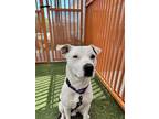 Adopt DOMINO a Pit Bull Terrier