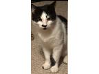 Adopt Newt a Domestic Short Hair