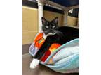 Adopt Frog Song a Domestic Short Hair