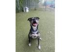 Adopt Buster a Boxer, Pit Bull Terrier