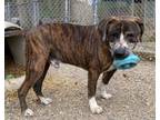 Adopt Buck aka Burbles a Boxer, Pointer