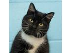 Adopt Rumpke a Domestic Short Hair