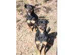 Adopt Ramone & Conrad *BONDED PAIR* a Miniature Pinscher