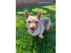 Adopt Emmett and June a Silky Terrier