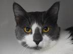 Adopt Sylvester a Domestic Short Hair