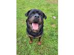 Adopt Heidel (Berg) a Rottweiler