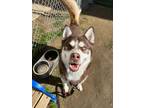 Adopt Dino a Husky