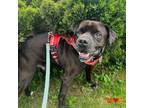 Adopt SINCLAIR a Labrador Retriever