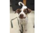 Adopt BRODY a Australian Cattle Dog / Blue Heeler, Pit Bull Terrier