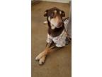 Adopt Archie a Doberman Pinscher, Husky