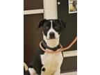 Adopt Morty 51819 a Mixed Breed