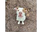 Adopt Diesel a American Staffordshire Terrier, Mixed Breed