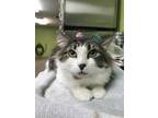 Adopt Jerry a Domestic Medium Hair, Domestic Short Hair