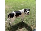 Adopt Goose a Beagle, Mixed Breed