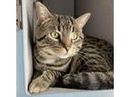 Adopt Bill Nye "The Science Guy" a Domestic Short Hair