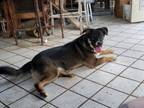 Adopt Rascal a German Shepherd Dog, Australian Shepherd