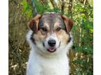 Adopt Benson a Collie