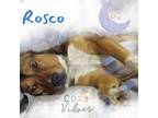 Adopt Roscoe a Airedale Terrier, Labrador Retriever