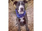 Adopt Rhino a Pit Bull Terrier