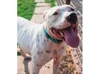 Adopt Kemper a Pit Bull Terrier, Dalmatian