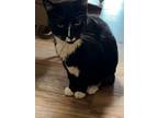 Adopt Benny a Domestic Short Hair