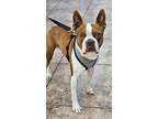 Adopt KELLAN a Boston Terrier