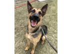 Adopt Jax a German Shepherd Dog, Mixed Breed