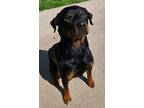 Adopt Tony a Rottweiler