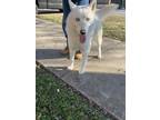 Adopt KODA a Husky