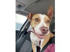 Adopt DOZER a American Staffordshire Terrier