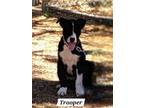 Adopt Trooper a Border Collie, Mixed Breed