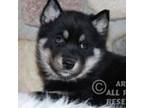 Siberian Husky Puppy for sale in Akeley, MN, USA