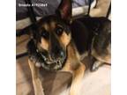 Adopt ERNESTO a German Shepherd Dog, Mixed Breed