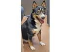Adopt PERRY a Husky, Mixed Breed