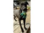 Adopt Pongo a Labrador Retriever, Mixed Breed