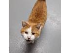 Adopt Bono a Domestic Short Hair