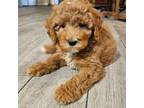 Goldendoodle Puppy for sale in Redding, CA, USA