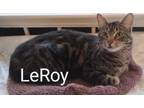 Adopt Leroy a Tabby