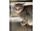 Adopt Ralph a Tabby